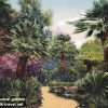 Palm Trees @ Botanical Garden on Lokrum