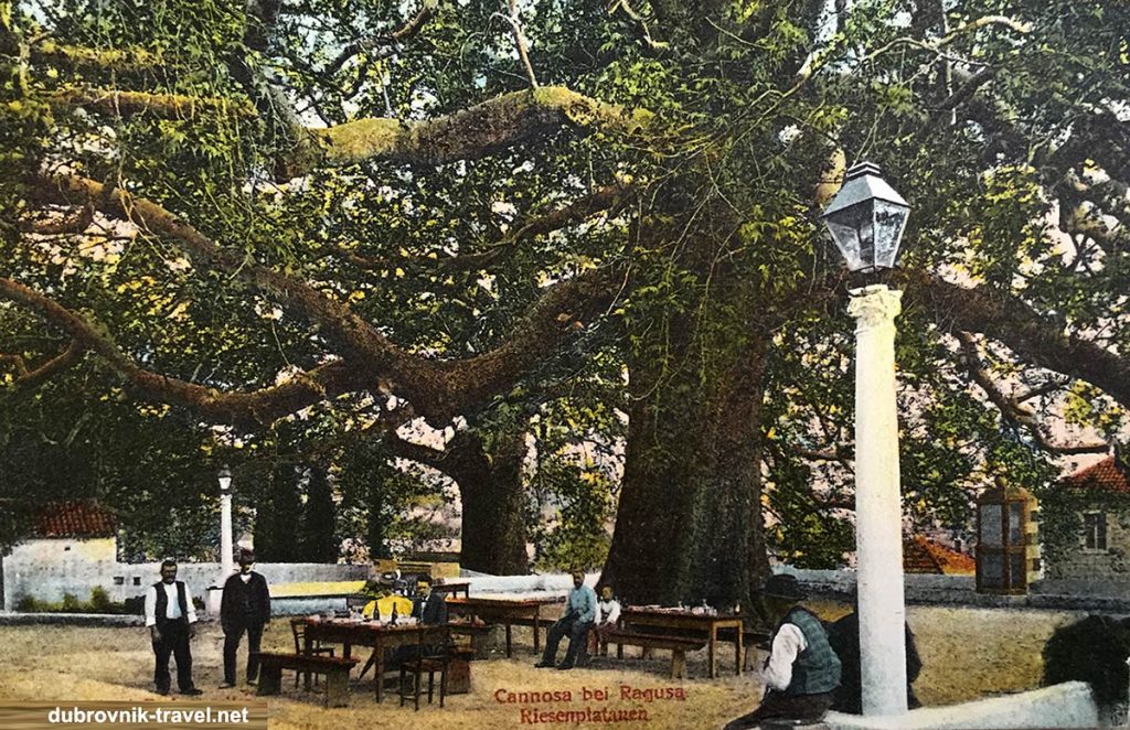Arboretum in Trsteno with giant platanus, (Plane tree)